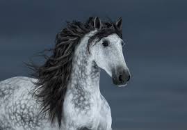 The 19 Most Expensive Horse Breeds In The World Ventured
