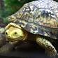 WonderKids: Turtles!