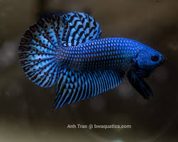 Rare Wild Betta Fish Blackwater Aquatics Bwaquatics