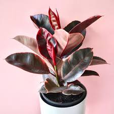 Come fare a pulire le foglie delle nostre piante da interno, per far sì che siano sempre lucide? Belle Vere Le Migliori Piante Da Appartamento Con Foglie Rosa Living Corriere