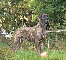 Share it or review it. Great Dane Wikipedia