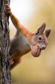 Squirrel Animal Photography Wildlife Animals Beautiful Wild Animals Photography
