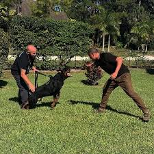 Protection Dogs Service Dogs Dog Training Dog Training Police Dog Training Family Protection Dogs