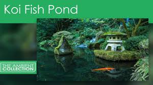 Water sound in khoi pond very loud. Relaxation Dvd Koi Fish Pond With Nature And Water Sounds Youtube