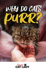 Why Do Cats Purr In 2020 Cat Purr Why Do Cats Purr Cats