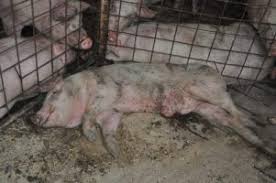 Virusul pestei porcine africane evoluează, în prezent, în 18 localități din județul dolj, cu un număr de 62 de focare confirmate și 11 focare cu în cinci localități, respectiv teasc, gighera, nedeia, zăval și pisculeț, porcinele au fost ucise preventiv din cauza numărului mare de focare de boală, a menționat. Dolj Localnicii Din Satul ComÄƒnicea Fara Porci De Craciun Cronica Olteniei