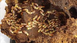 The ordinary expense of controlling nuisances in an diy bother control items are accessible in normal and natural arrangement. Termites An Overview Springerlink