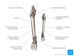 What does maisonneuve fracture mean? Fibula Anatomy Bone Landmarks And Clinical Aspects Kenhub