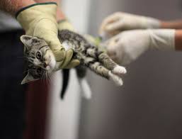 Disturbing Photos Capture The Realities Of Euthanization At Animal Shelters Animal Shelter Animals Animal Activism