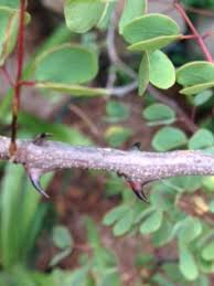 Image result for Acacia nigrescens