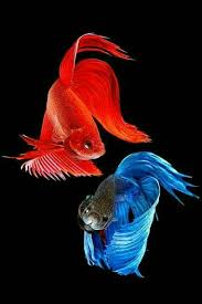 Pin By Linda Shanes On Yin Yang Siamese Fighting Fish Betta Fish Tank Betta Fish