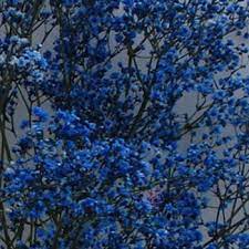 Maybe you would like to learn more about one of these? Fiftyflowers Com Blue Tinted Million Star Baby S Breath Babys Breath Blue Flowers Blue Spray Paint