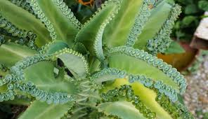 Kalanchoe Medicinal Para Que Sirve Y Como Se Utiliza