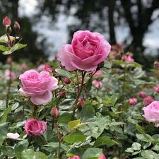 Миллион алых роз million roses angeli arie cover алла пугачева.mp3. Mum In A Million Renaissance Shrub Rose