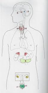 Learn vocabulary, terms, and more with flashcards, games, and other study tools. Unit 8 Endocrine System Intro To Health Science Utah Diagram Quizlet