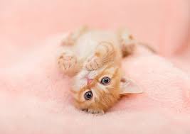 Image result for adorable cat