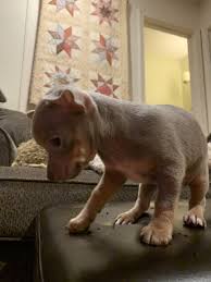 Please come and see our babies in person if possible or feel free to ask for references from our other. Blue Chihuahua Puppies For Sale In Nc Blue Chihuahuas For Sale