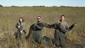 Snakes alive! Florida pythons can find their way home