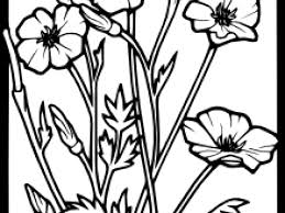 Coloring pages poppy trolls & coloring poppy flower.subscribe to rainbow coloring book for kids for more coloring videos. Poppy Clipart Flower Line Poppy Flower Coloring Page Full Size Png Download Seekpng