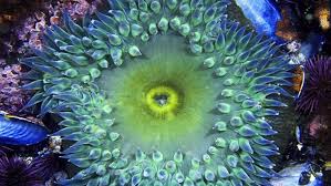 Maybe you would like to learn more about one of these? Mari Mengenal Anemon Laut Binatang Seperti Bunga Niadi Net