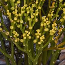 Image result for Psilotum nudum