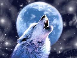 Discover more posts about anime wolf. Cute Wolf Desktop Wallpapers Top Free Cute Wolf Desktop Backgrounds Wallpaperaccess