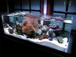 Fish Tank Decor Ideas With White Sand X Close Modern Fish Tank Saltwater Fish Tanks Aquarium