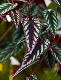 Image result for Cissus cucumerifolia