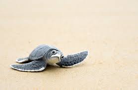 The right diet for your turtle depends on their size, species, age, habitat, and other details. 7 Ways To Help Protect Baby Sea Turtles During Your Beach Vacation Travelawaits
