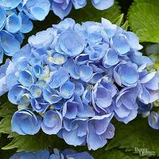 Check spelling or type a new query. Shades Of Cool Blue Look Lovely In Any Garden Try Growing Some Of Our Favorite Blue Hued Bloo Blue Flowers Garden Summer Flowers Garden Hydrangea Not Blooming