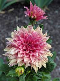 My First Dahlia Bloom I M Planning To Plant About A Thousand Of These Next Spring Gardening Garden Diy Home Flowers Rose Plants Bloom Beautiful Flowers