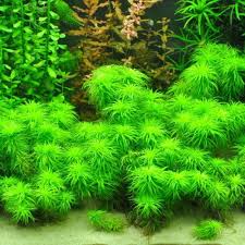 Image result for Syngonanthus