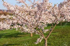 Junge kirschbäume ohne blüten ist kein problem. Kirschbaum Oder Kirschblute Blumen Bluhen Im Fruhjahr Garten Auf Naturlichem Hintergrund Lizenzfreie Fotos Bilder Und Stock Fotografie Image 83127996
