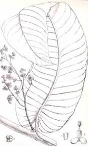 Image result for Pycnanthus