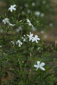 Image result for Jasminum grandiflorum