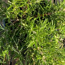 Image result for Rosmarinus officinalis
