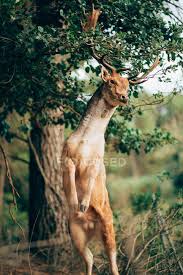 Blur background of white window glass. Young Wapiti With Large Antlers Rearing Up Against Blurred Background Of Nature Calm Plants Stock Photo 286873696