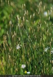 Image result for Eleocharis retroflexa