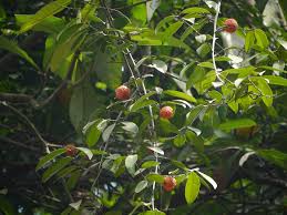 Image result for Salacia leptoclada