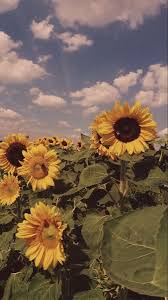 Aesthetic black and white cover photos.sep 4 2017 explore lily scellato s board black and white aesthetic on pinterest. Vintage Sunflower Background Nhiáº¿p áº£nh Vá» Cai Ä'áº¹p Má»¹ Thuáº­t Nháº­t Ky Nghá»‡ Thuáº­t