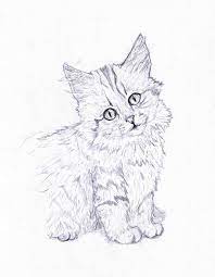 They all are neutered male cats. Norwegian Forest Cat Pencil Drawing By Themasterofsuicide On Deviantart