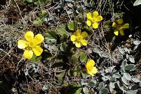 Image result for Ranunculus stagnalis