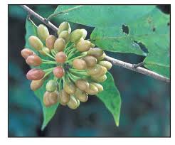 Image result for Huberantha