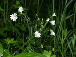 The lilac, mauve, purple or pink flowers are in whorls and are found mostly at the top of the stems. The Nhbs Guide To Uk Wild Flower Identification