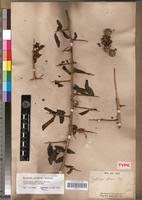 Image result for Maclura africana