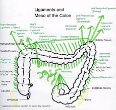 The small intestine or small bowel is an organ in the gastrointestinal tract where most of the absorption of nutrients and minerals from food takes place. The Colon This Overlooked Organ Is Causing You More Trouble Than You Think Healthy By Nature