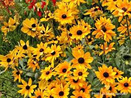 10 No Fuss Perennials For The Busy Gardener Low Maintenance Garden Garden Plants Flowers Perennials