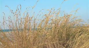 Image result for Halopyrum mucronatum