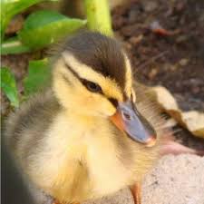 How To Raise Baby Ducklings Pethelpful