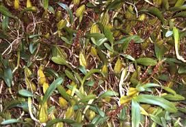 Image result for Bulbophyllum sandersonii